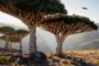 SOCOTRA, L’ULTIMA MERAVIGLIOSA ISOLA INCANTATA
